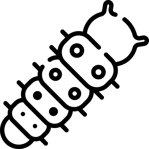 Processionària