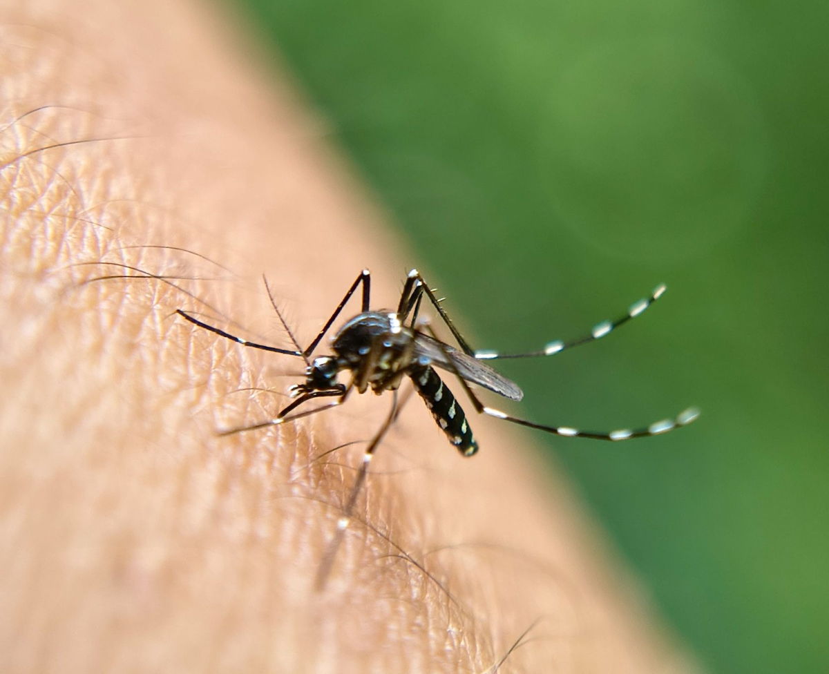 Mosquit tigre: com identificar-lo, prevenir picadures i tractament